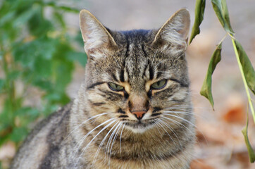 Homeless fat cat outdoor, autumn background,photo