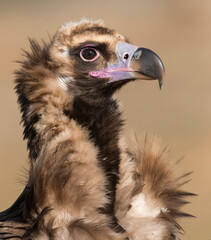 Cinereous vulture, Aegypius monachus
