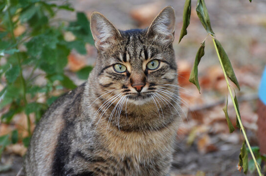 Homeless fat cat outdoor, autumn background,photo