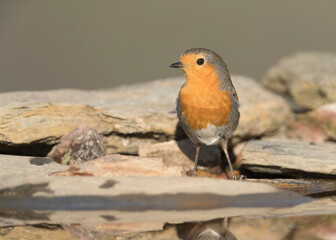 Roodborst; European Robin; Erithacus rubecula