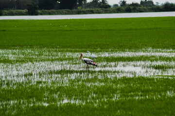 Saddle-billed stork flying on the sky