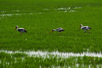Saddle-billed stork flying on the sky