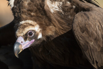 Cinereous vulture, Aegypius monachus