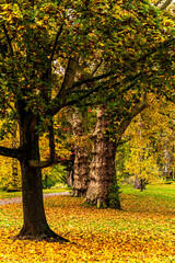 Ahornbäume und Herbstlaub im Park im Herbst