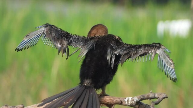 Anhinga chick in pond chilling ..