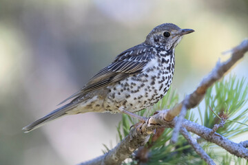 Fototapeta premium Mistle Thrush, Turdus viscivorus
