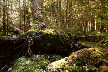 Moss covered trees in green forest