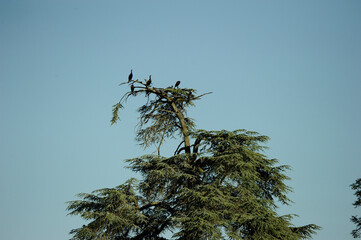 Dortoir cormorans