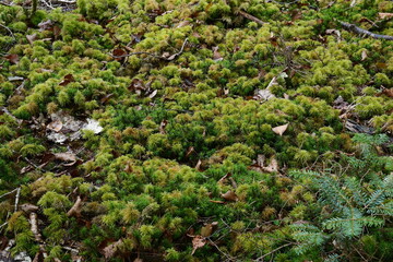 Obraz na płótnie Canvas Carpet of moss in green forest