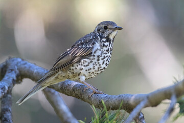 Mistle Thrush, Turdus viscivorus