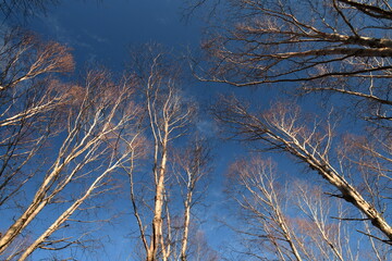 Looking up to Tall birch trees in the forest against the blue sky