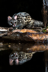 Common Genet, Genetta genetta