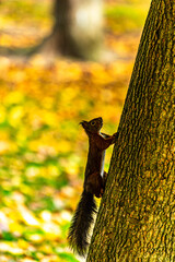 Eichhörnchen am Baum im Herbst