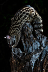 Common Genet, Genetta genetta