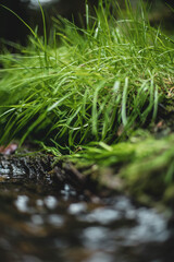 Sauerland - Winterberg im Oktober (Gras am Fluss)