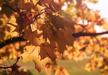 foliage, yellow leaves, background out of focus