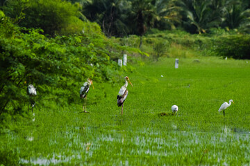 Saddle-billed stork flying on the sky