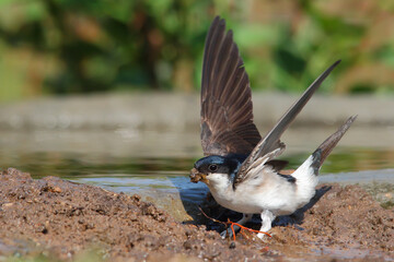 Common house martin. Bird in spring. Delichon urbicum