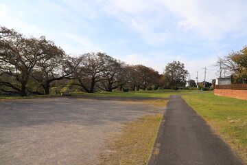 秋の元荒川河川敷公園の桜並木の紅葉