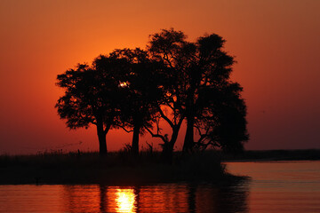 Island in the Chobe River. Sunset over a large African river.