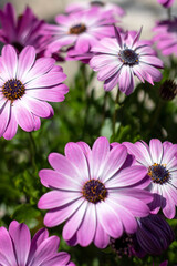 Fototapeta premium Dimorphotheca in the garden