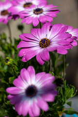 Obraz premium Dimorphotheca in the garden