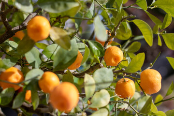 Orange tree bonsai with oranges