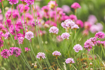 Obraz premium Beautiful magical nature background with blooming pink flowers and sunbeam on nature macro on green background with copy space, soft focus, beautiful bokeh.