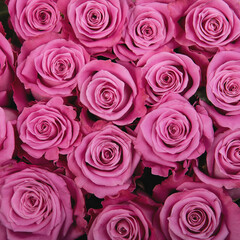 beautiful background pink roses