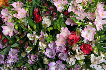 alstroemeria colorful background close-up from above