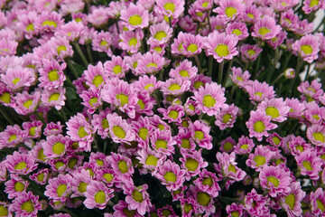 Pink chrysanthemums. Background from beautiful flowers.