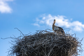 Stork in the nest against blue sky, beautiful evening sun light