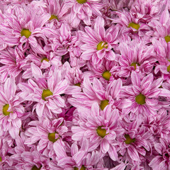 Pink chrysanthemums. Background from beautiful flowers.