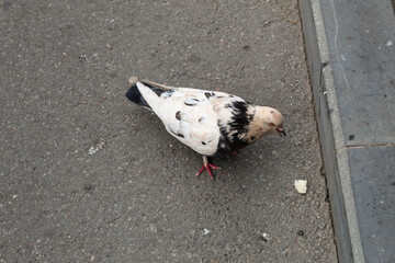 A dove of an unusual color picks up a piece of bread on the asphalt..