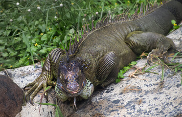 A gazing green iguana