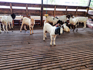 Goat in the slaughterhouse in Malaysia