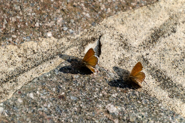 butterfly on the sand