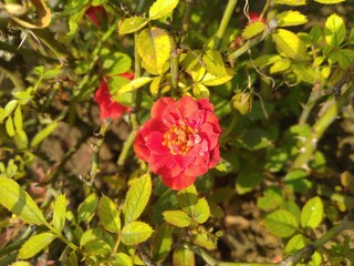 Rose Flower in the Sunshine