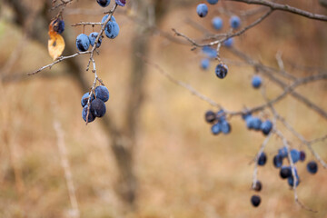 Overripe, slightly shriveled plum fruit on bare branches in the garden in late autumn. Selective...
