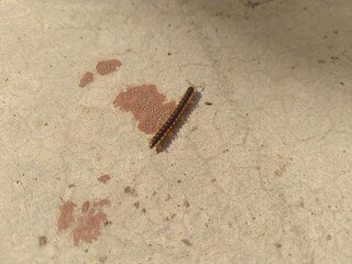 The Millipede moving on the floor