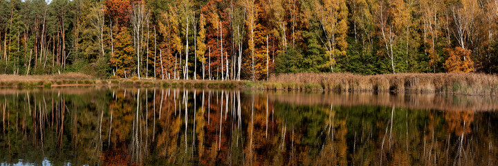 Autumn trees are reflected in the calm water. Panorama