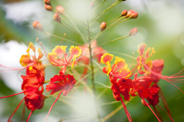 鮮やかなトロピカルフラワー