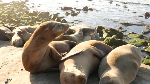 Sea lions on the rock in La Jolla. Playful wild eared seals crawling near pacific ocean on rock. Funny sleepy wildlife animals. Protected marine mammals in natural habitat, San Diego, California, USA.