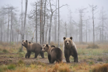 Mother bear with cubs in the misty taiga landscape, trees in the background