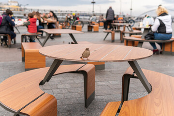 A little and cute sparrow is sitting on the table in public place