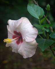 Closeup view of colorful white pink and red hibiscus rosa sinensis flower blooming outdoors on dark natural background