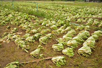 Agricultural land affected by flooding. Flooded field.