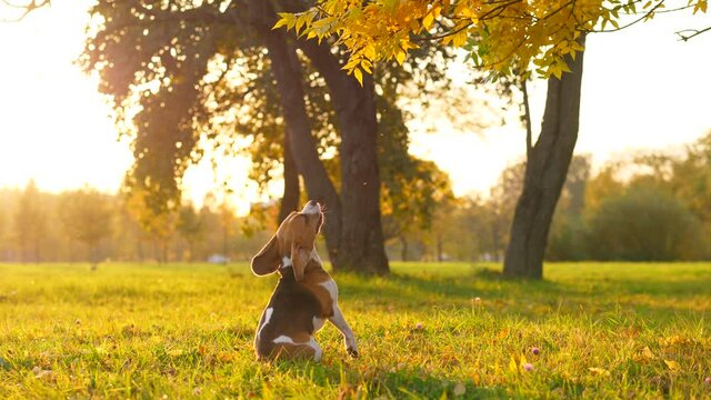 Dog jump up to tree branch but can't reach it, sit down and bark up. Sunny evening at yellow autumn park. Beagle make single attempt to take down toy hidden in tree leaves