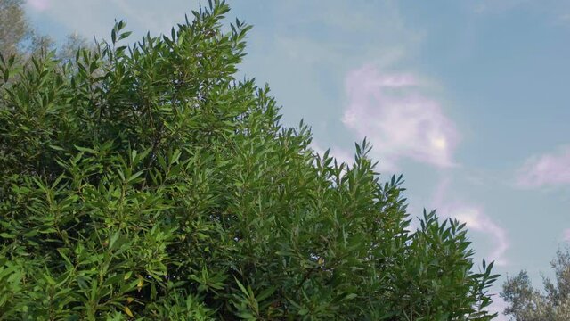Albero di alloro