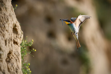 European bee-eater flying caught dragonfly
